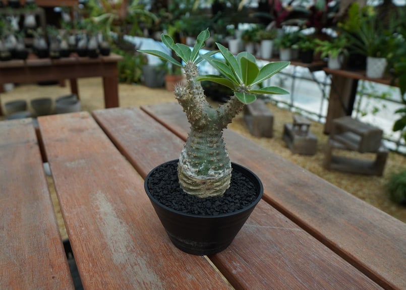 パキポディウム マカイエンセ Pachypodium makayense No.2 | man... パキポディウム マカイエンセ