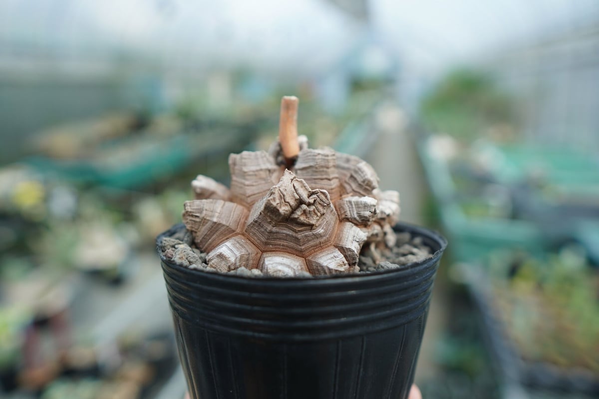 長谷川園芸産】亀甲竜 Dioscorea elephantipes No.7 | mana'