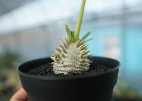 パキポディウム　恵比寿大黒　Pachypodium Densicaule　No.1
