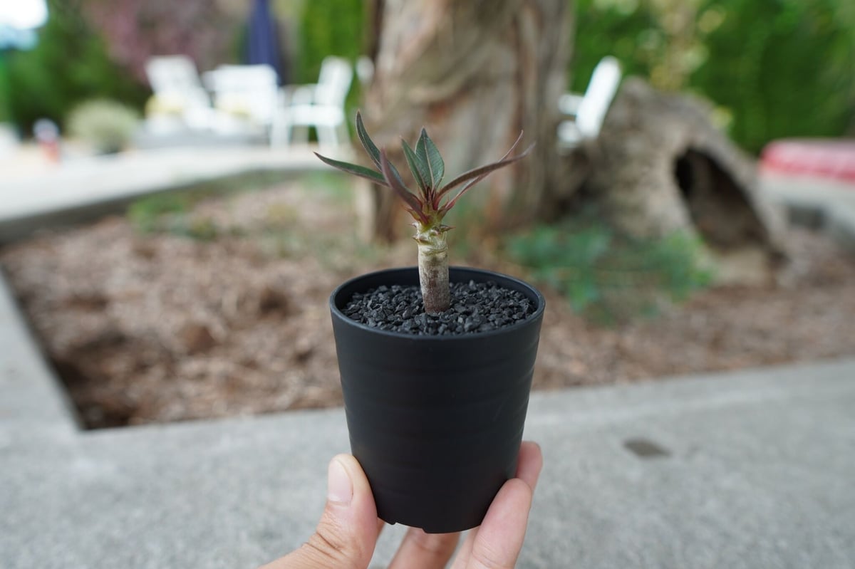沖縄実生株】パキポディウム バロニー Pachypodium baronii No.1 沖縄実生株】パキポディウム バロニー Pachypodium baronii No.1