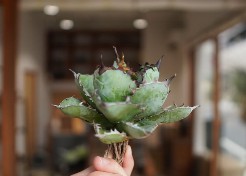 アガベ チタノタ ブラックアンドブルー Agave titanota black and
