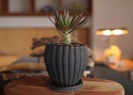 パキポディウム・ロスラーツム　ドラケイ　2頭　Pachypodium rosulatum var. drakei