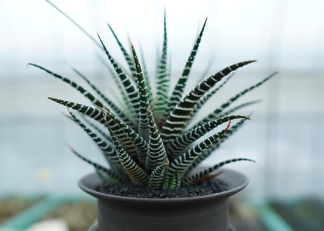 ハオルチア　十二の巻　Haworthia fasciata