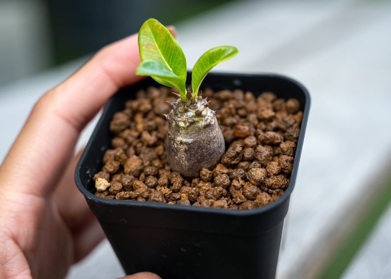 パキポディウム　ウインゾリー 2 パキポディウム ウィンゾリー 沖縄実生 NO.2 | mana's farm:塊根植物