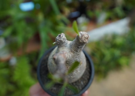 【発根管理中】パキポディウム　グラキリス　 Pachypodium Gracilius  No.5