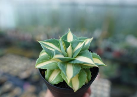 アガベ　王妃雷神錦　黄中斑　Agave　“Ohi Raijin Nishiki Kinakahu”
