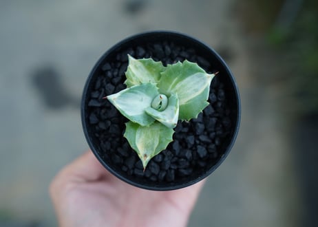 アガベ　王妃雷神錦　Agave　“Ohi Raijin Nishiki ”　No.1