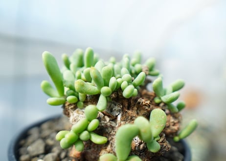ケラリア　ピグマエア　Ceraria pygmaea  No.1