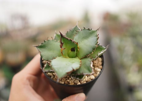 Agave titanota ” Black flame"