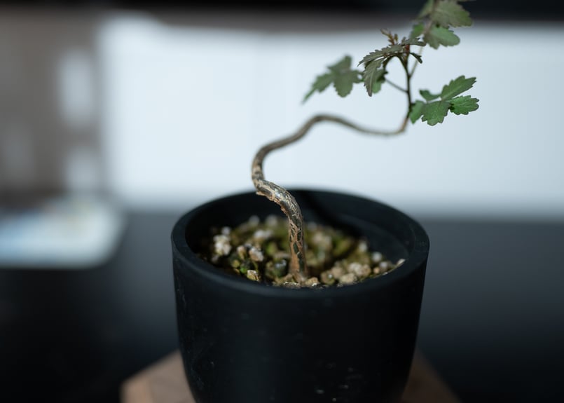 ブルセラ ファガロイデス 曲げ仕立て 沖縄実生株 | mana's farm:塊根