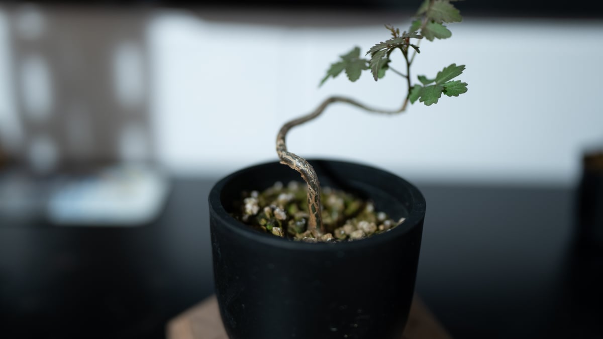 ブルセラ ファガロイデス 曲げ仕立て 沖縄実生株 | mana's farm:塊根