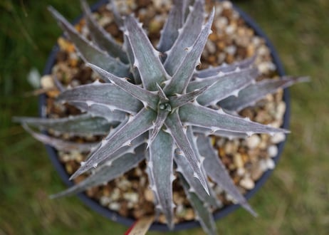 CATEGORY ディッキア | mana's farm:塊根植物・アガベ・ドライガーデン