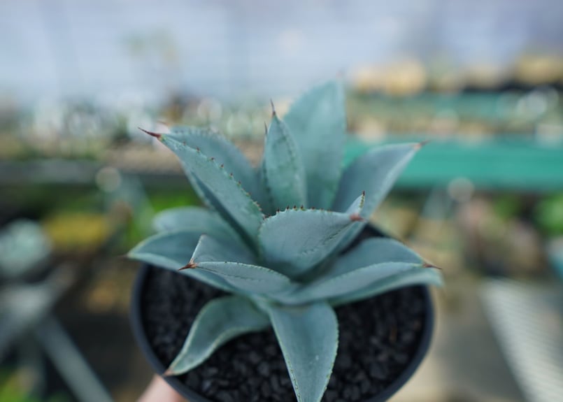 アガベ 赤猫 ドラゴンアガベ　Doragon agave アガベ ドラゴントゥース Agave Dragon Toes no.60241 |