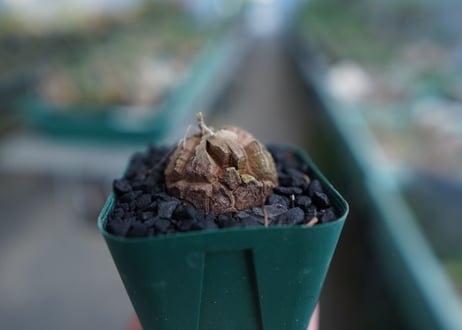 亀甲竜　Dioscorea elephantipes　No.5