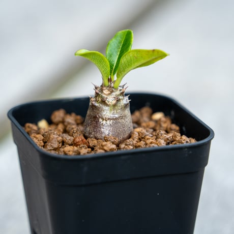 パキポディウム ウィンゾリー 実生 塊根植物 (ザ・ファーム パキポディウム ウィンゾリー 実生 塊根植物 (ザ・ファーム