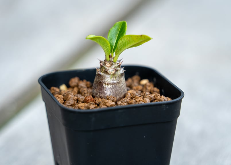 【鬼コレクション株】パキポディウム•ウィンゾリー(国内実生)B 鬼コレクション株】パキポディウム•ウィンゾリー(国内実生)B