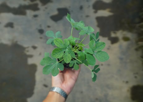 アデニア　グラウカ　Adenia glauca  No.7