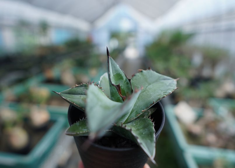 アガベ チタノタ ブルー Agave Titanota Blue No.3 | mana's