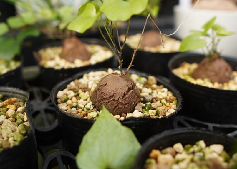 亀甲竜 | mana's farm:塊根植物・アガベ・ドライガーデン植物販売|マナ