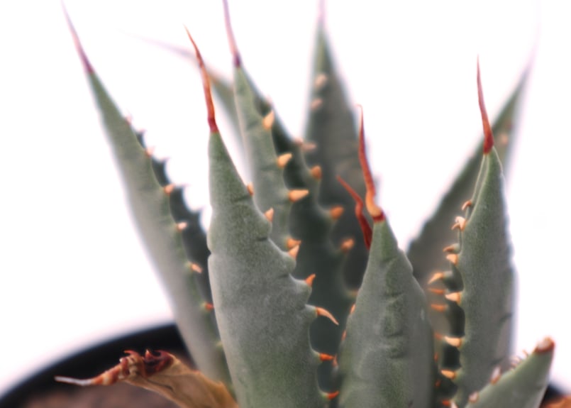 アガベ ユタエンシス ネバデンシス no.3 | mana's farm:塊根植物