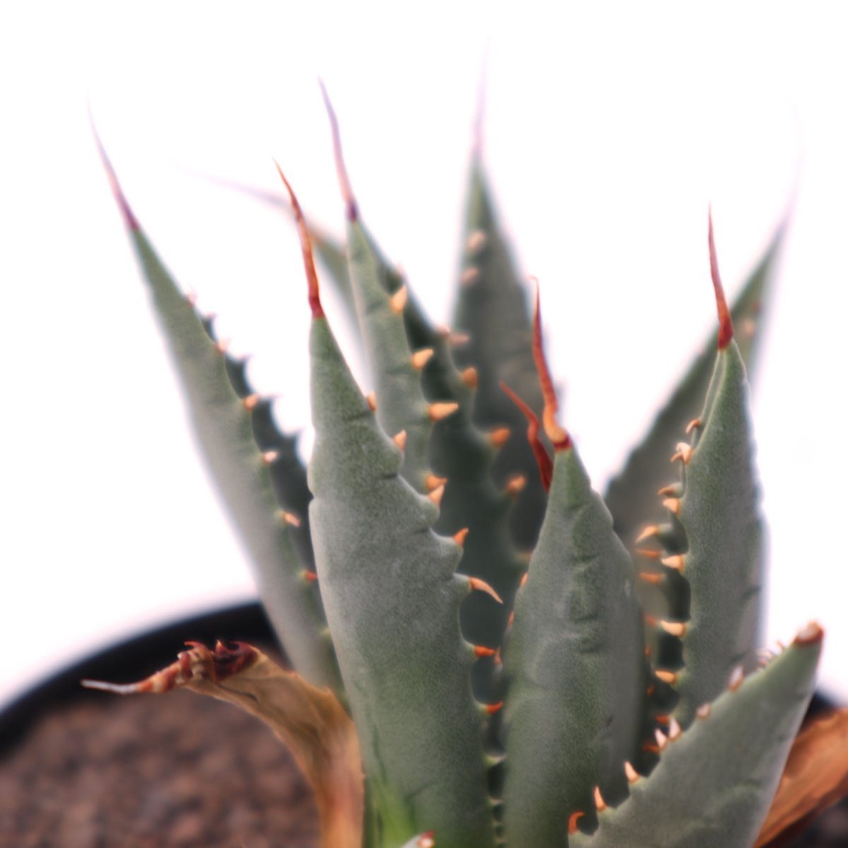 アガベ ユタエンシス ネバデンシス no.3 | mana's farm:塊根植物