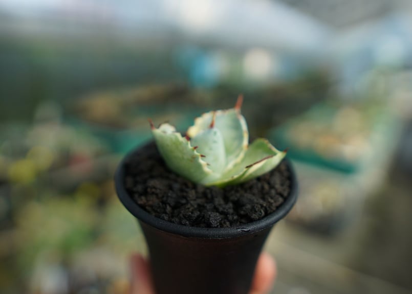 アガベ 兜蟹錦 Agave isthmensis “Kabutogani” variegata
