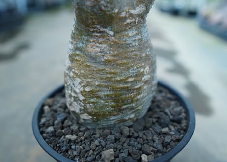 パキポディウム　グラキリス　 Pachypodium Gracilius