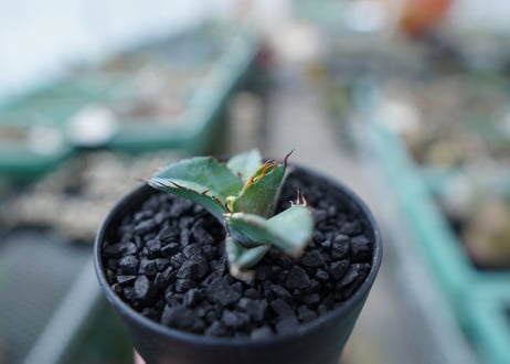 アガベ　チタノタ　 ブラックアンドブルー 　Agave titanota black and blue　No.13
