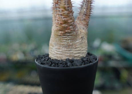 パキポディウム　グラキリス　Pachypodium gracilius　No.5