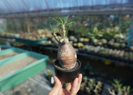 パキポディウム　グラキリス　 Pachypodium Gracilius  No.9