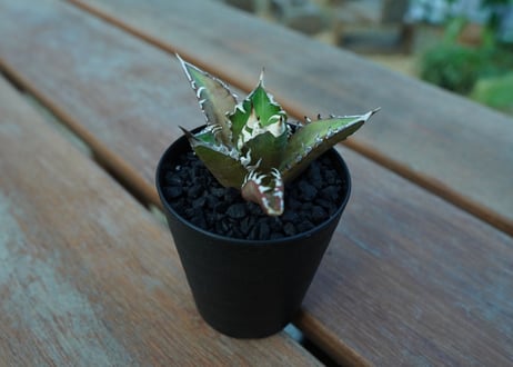 アガベ　チタノタ　レッドキャットウィーズル　Agave titanota Red catweezle　No.5