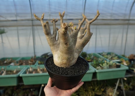 パキポディウム マカイエンセ　Pachypodium makayense　No.1