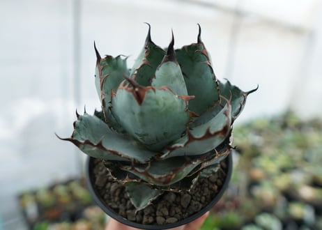 アガベ　チタノタ　 ブラックアンドブルー 　Agave titanota black and blue　NO.2