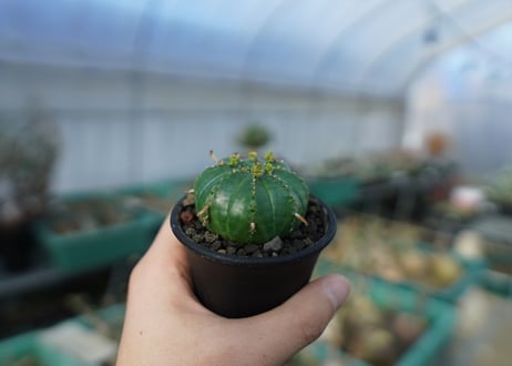 ユーフォルビア　メロフォルミス　Euphorbia meloformis　E5
