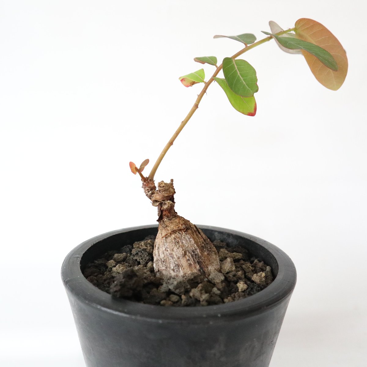 最も信頼できる フィランサス・ミラビリス | mana's green:塊根植物販売|マナズ 花・観葉植物
