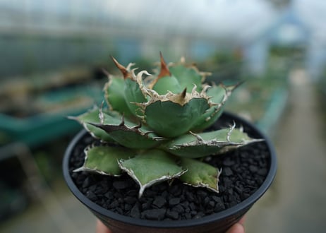 アガベ　チタノタ　烈焔 Agave titanota "烈焔"　No.3