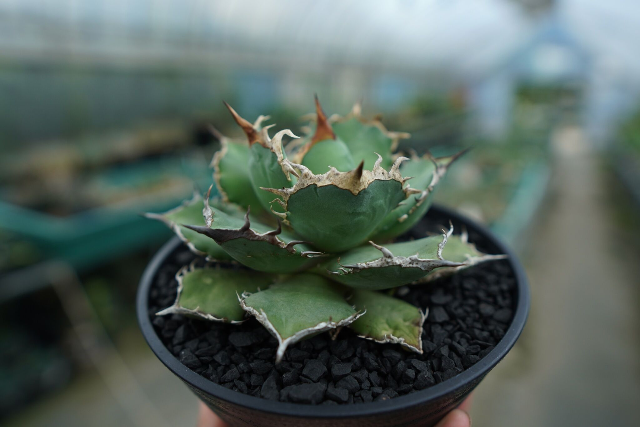 アガベ チタノタ 烈炎 観葉植物 コーデックス original