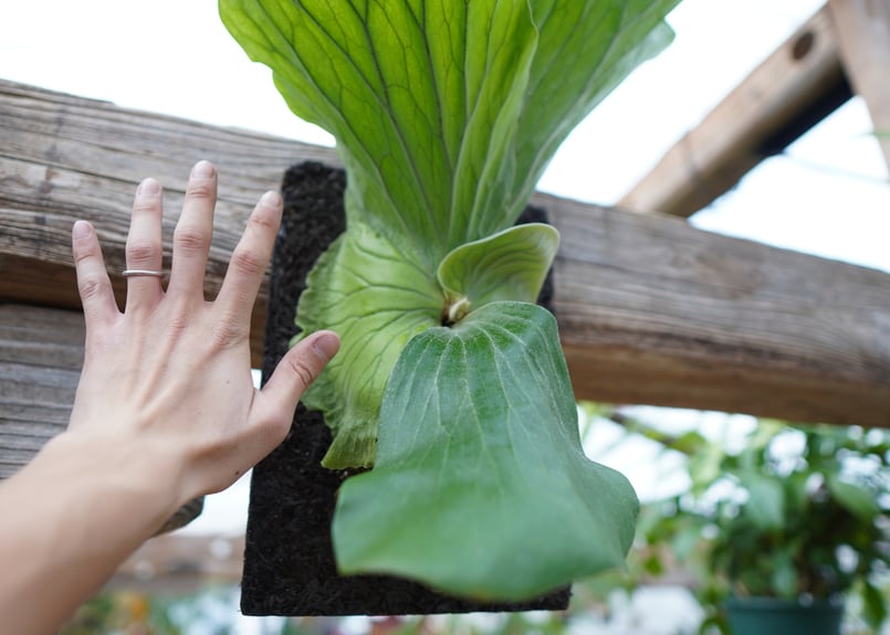 ビカクシダ P・エレファントティス No.1 | mana's farm:塊根植物