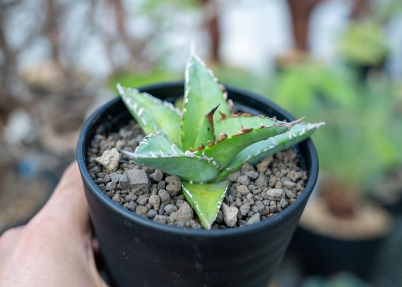 アガベ オテロイ agave oteroi No.2 | mana's farm:塊根植物・ア