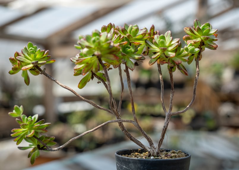 アエオニウム サンデルシー | mana's farm:塊根植物・アガベ・ドライ