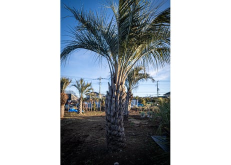 ココスヤシ　Butia capitata No.8
