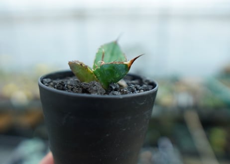 カキコアガベ　チタノタ　FO-76　agave titanota  FO-76　子株