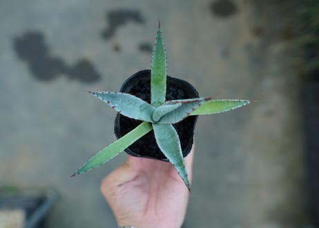 アガベ　屈原の舞扇 Agave 'Kutsugen no Maiougi'   No.2