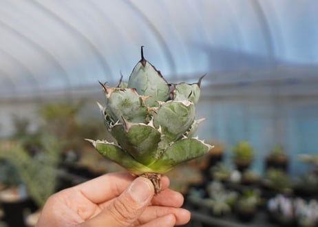 agave titanota ブラック＆ブルー　No.6