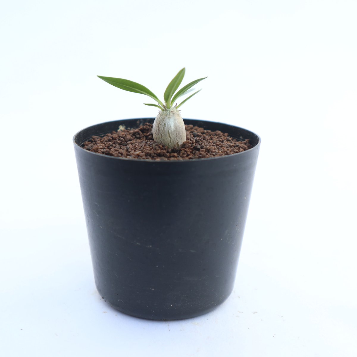 パキポディウム 恵比寿大黒 | mana's farm:塊根植物・アガベ