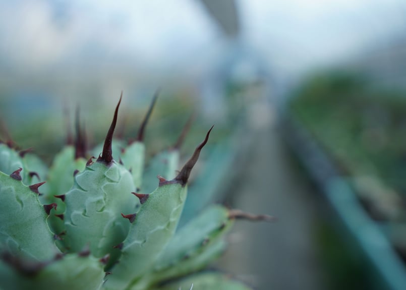 仙渓 超陽炎 ポタトラム×マクロアカンサ×ユタエンシス アガベ ユタエンシス | hanayoshi-botanical