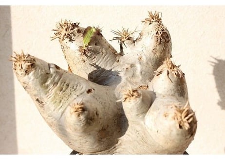 Pachypodium eburneum　パキポディウム　エブレネウム  no.1