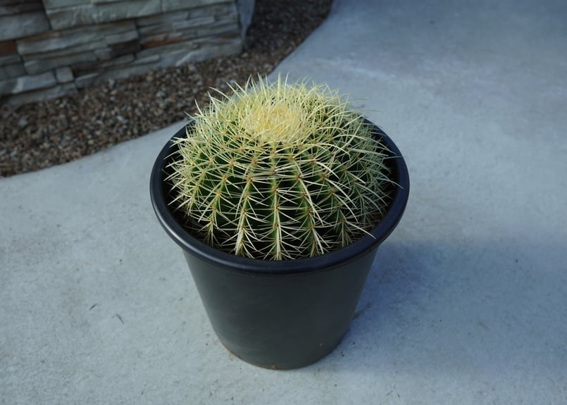 金鯱 Echinocactus grusonii No.2 | mana's farm:塊根植