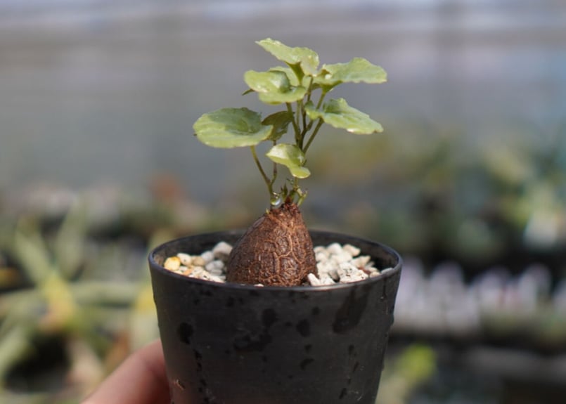 亀甲竜　実生株 マナズファーム産】亀甲竜 実生 No.4 | mana's farm:塊根植物