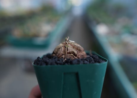 亀甲竜　Dioscorea elephantipes　No.5
